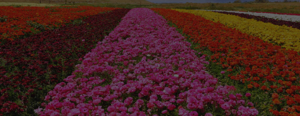 pink-field
