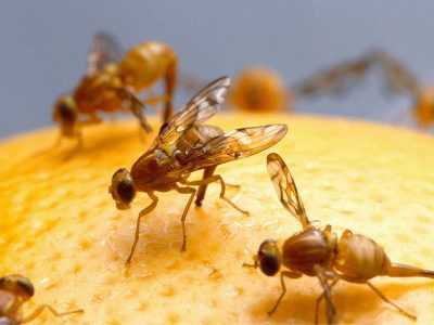 100% Eco-safe Control of Mediterranean Fruit Flies