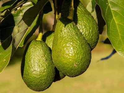 Plant Growth Regulators in Avocado Production