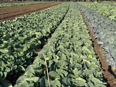 Extensive Trials on Cabbage with ReenolTM