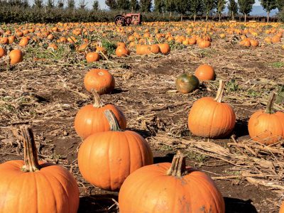Fungicide Application in Pumpkins