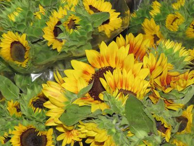 Plant Growth Regulators in sunflowers Production