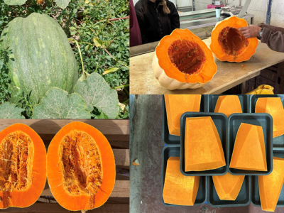 New Hatzav F1 Pumpkin