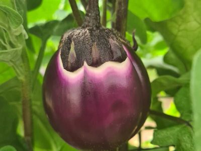 Gadot Agro Culinary Collection Eggplants - May 2021