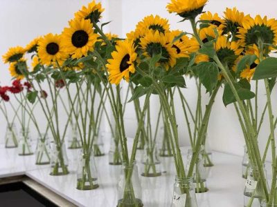 flower care sunflowers
