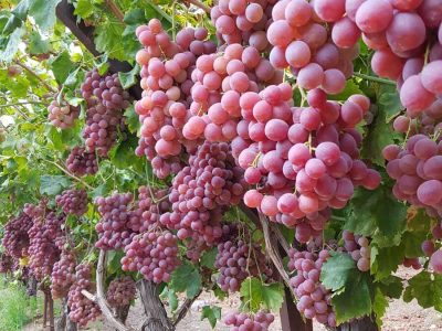 Red Globe Grapes - Botrytis-free