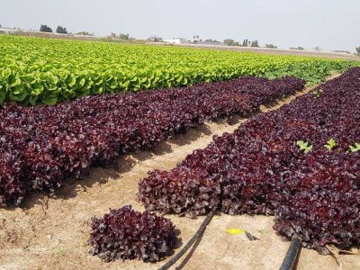 Insect Control in Lettuce Field
