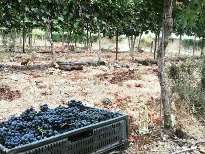 Boosting Vines with the Right Nutrition