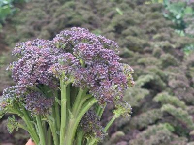 purple broccoli seeds
