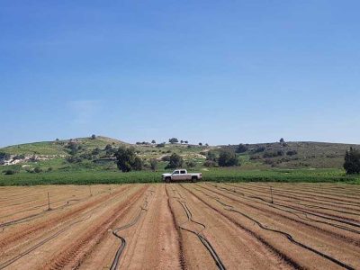 Soil Disinfection - Weed Control in Onions